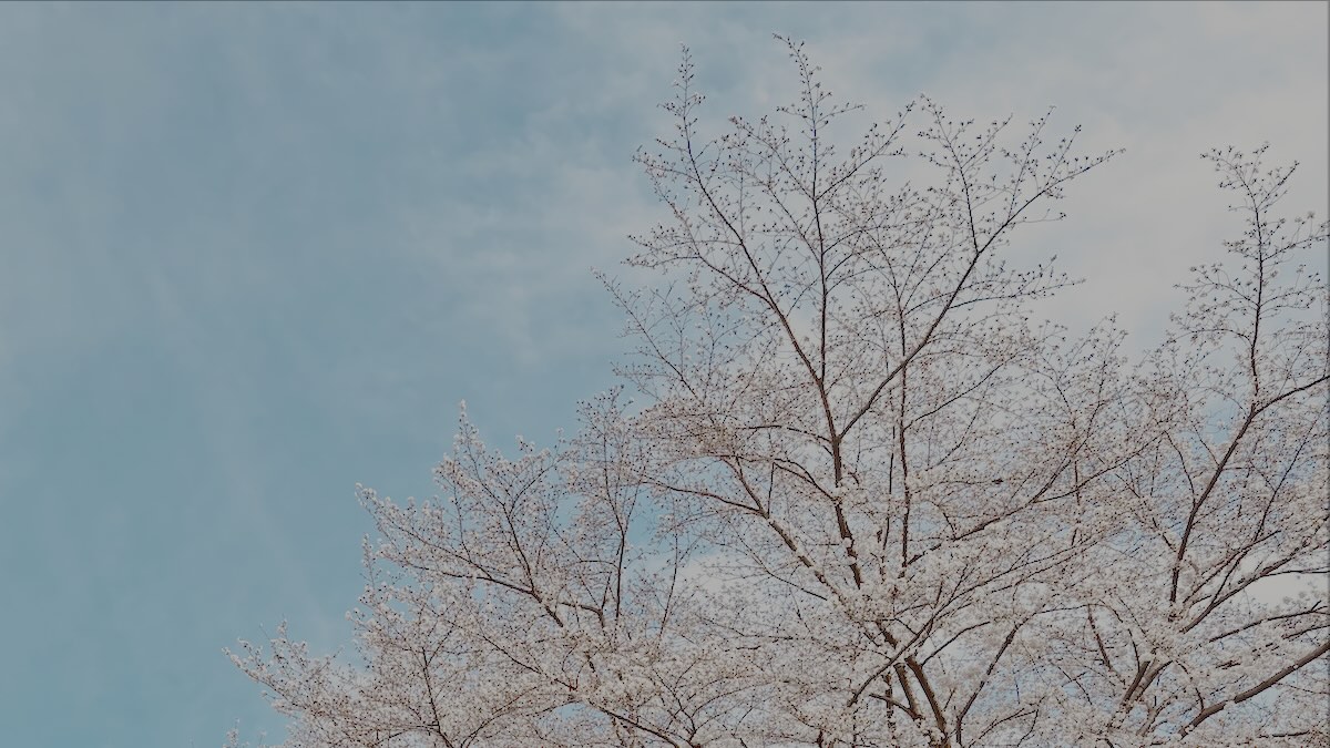 南平の桜