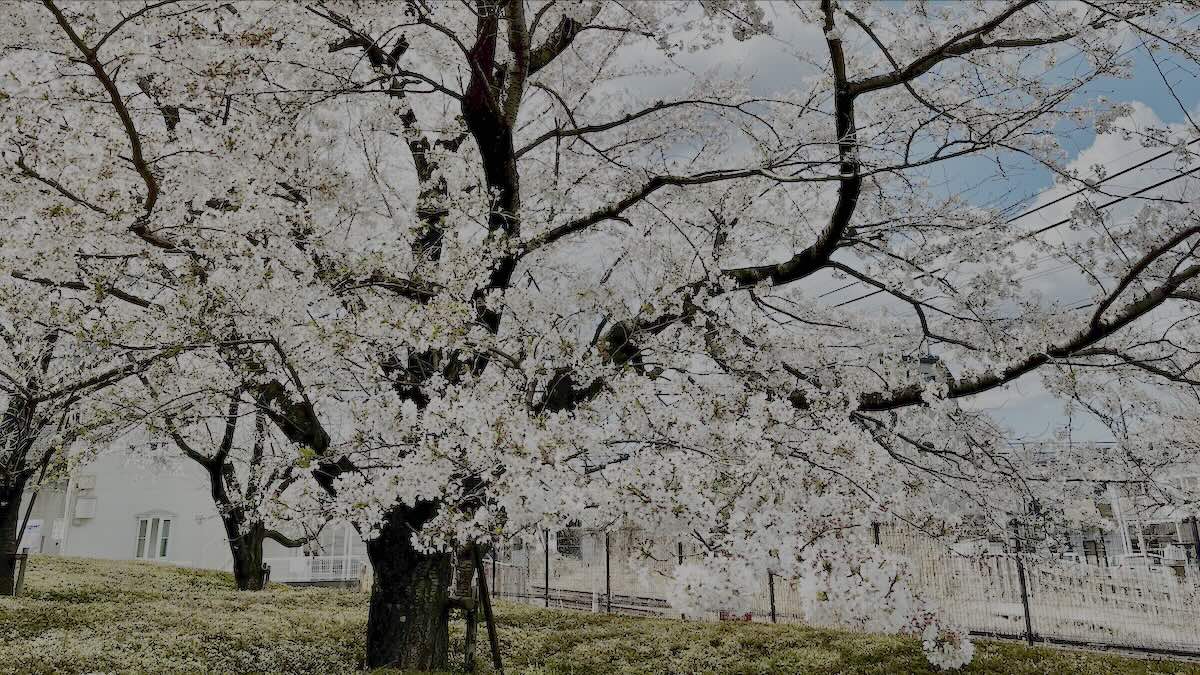 平山台の桜